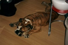 Uit de oude doos: Palm is moe