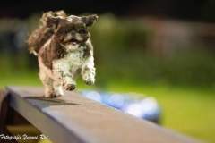 Onze eigen gremlin